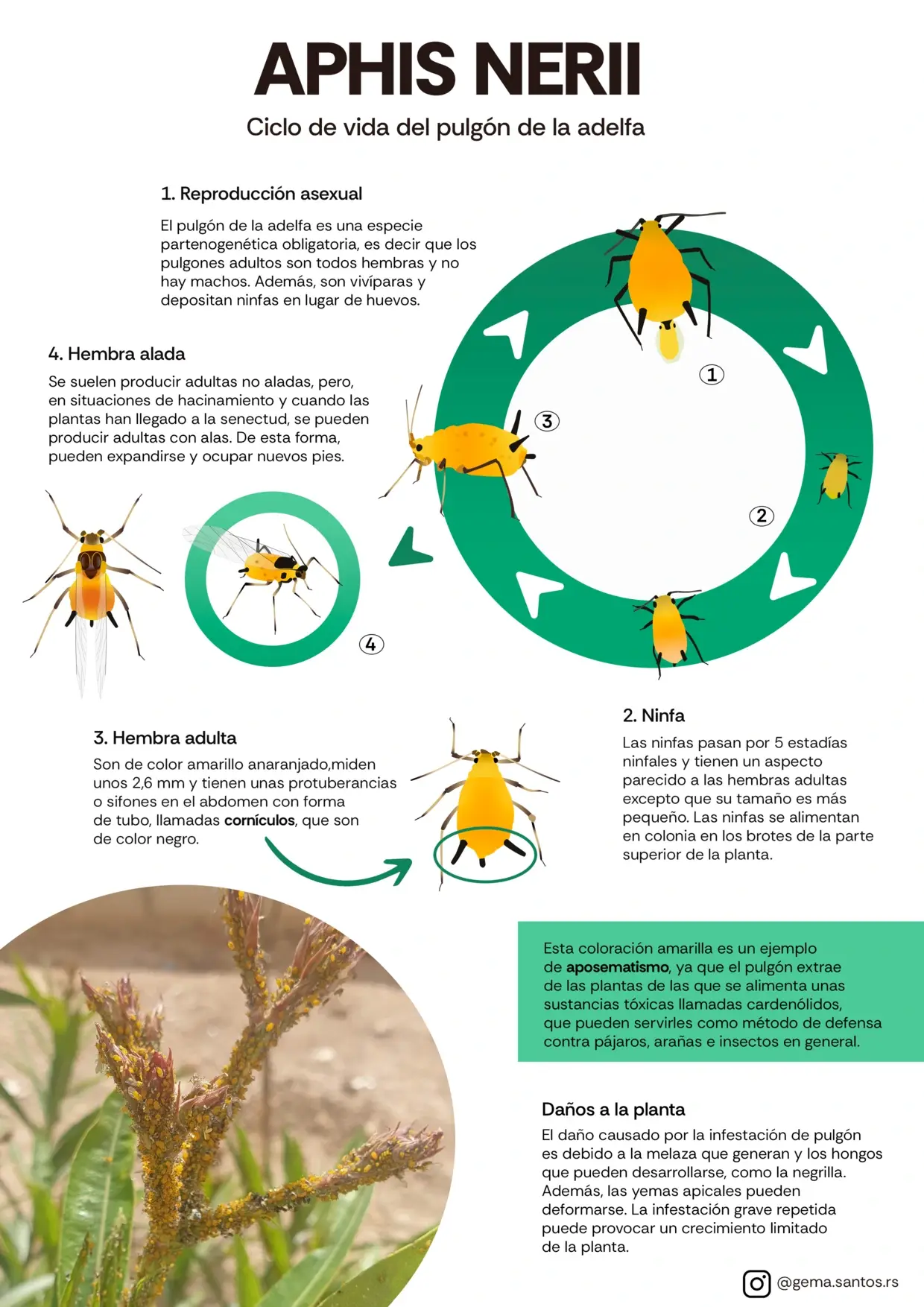 Infografia Aphis nerii