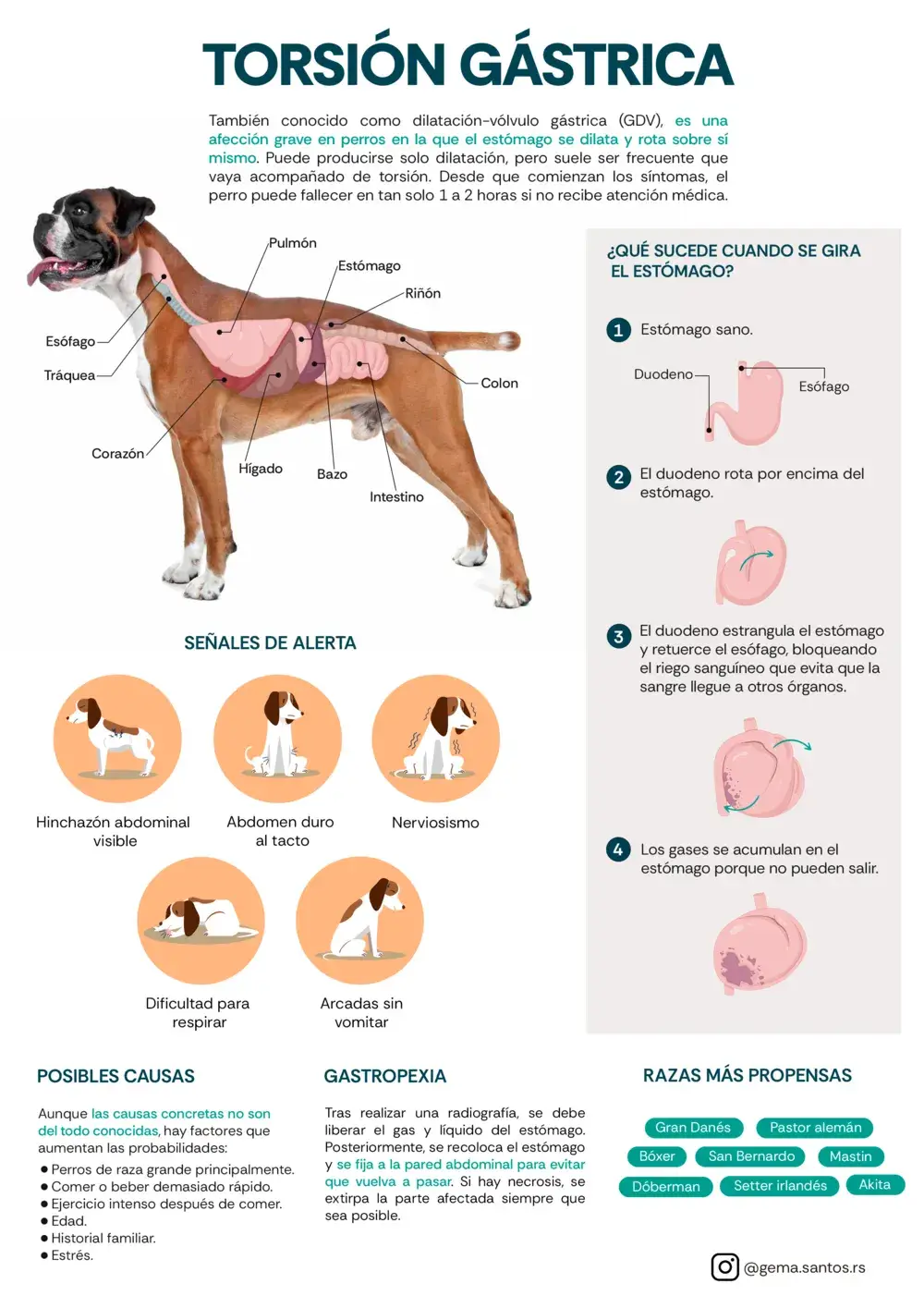 Infografia Torsion Gastrica