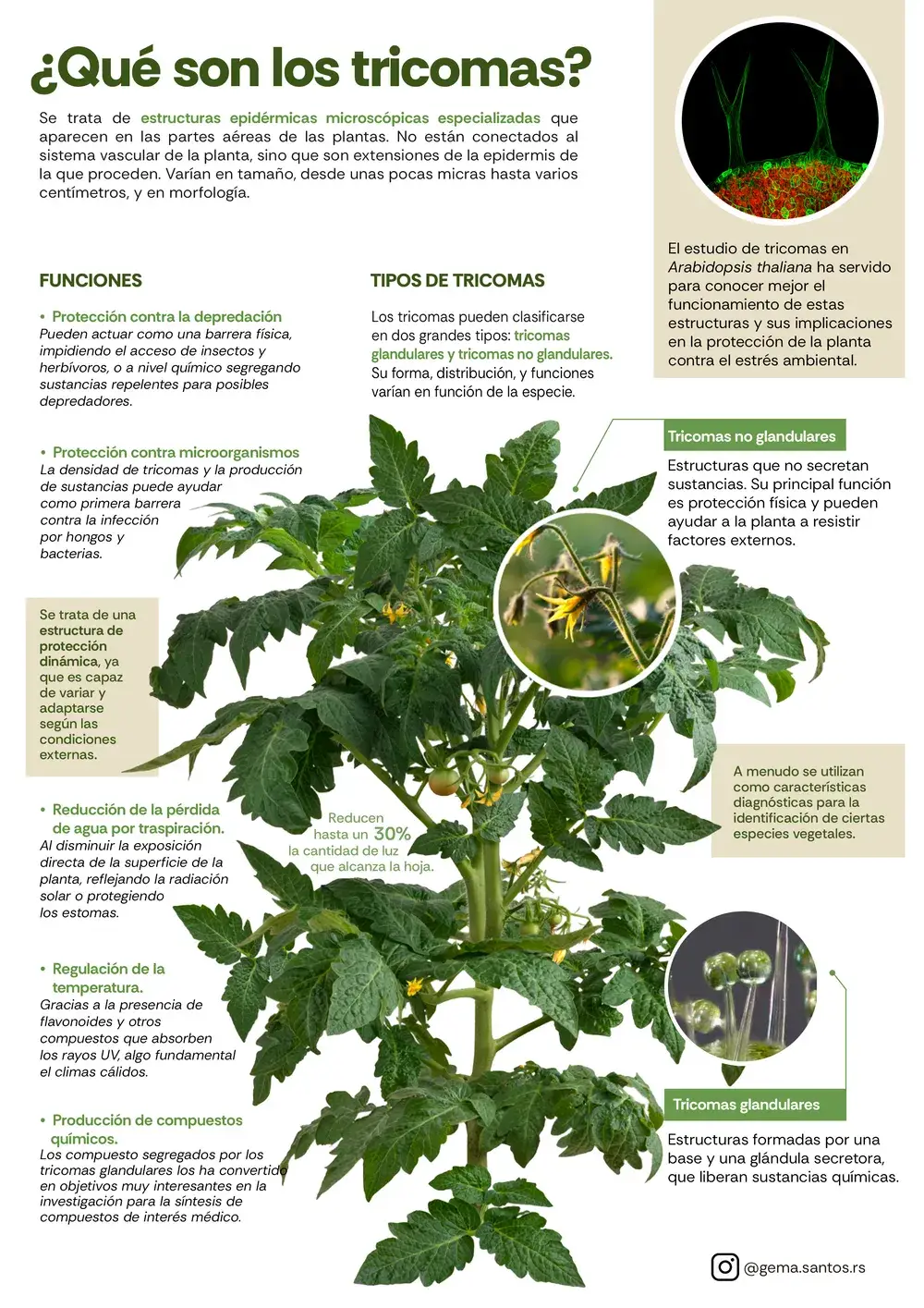 Infografia Tricomas