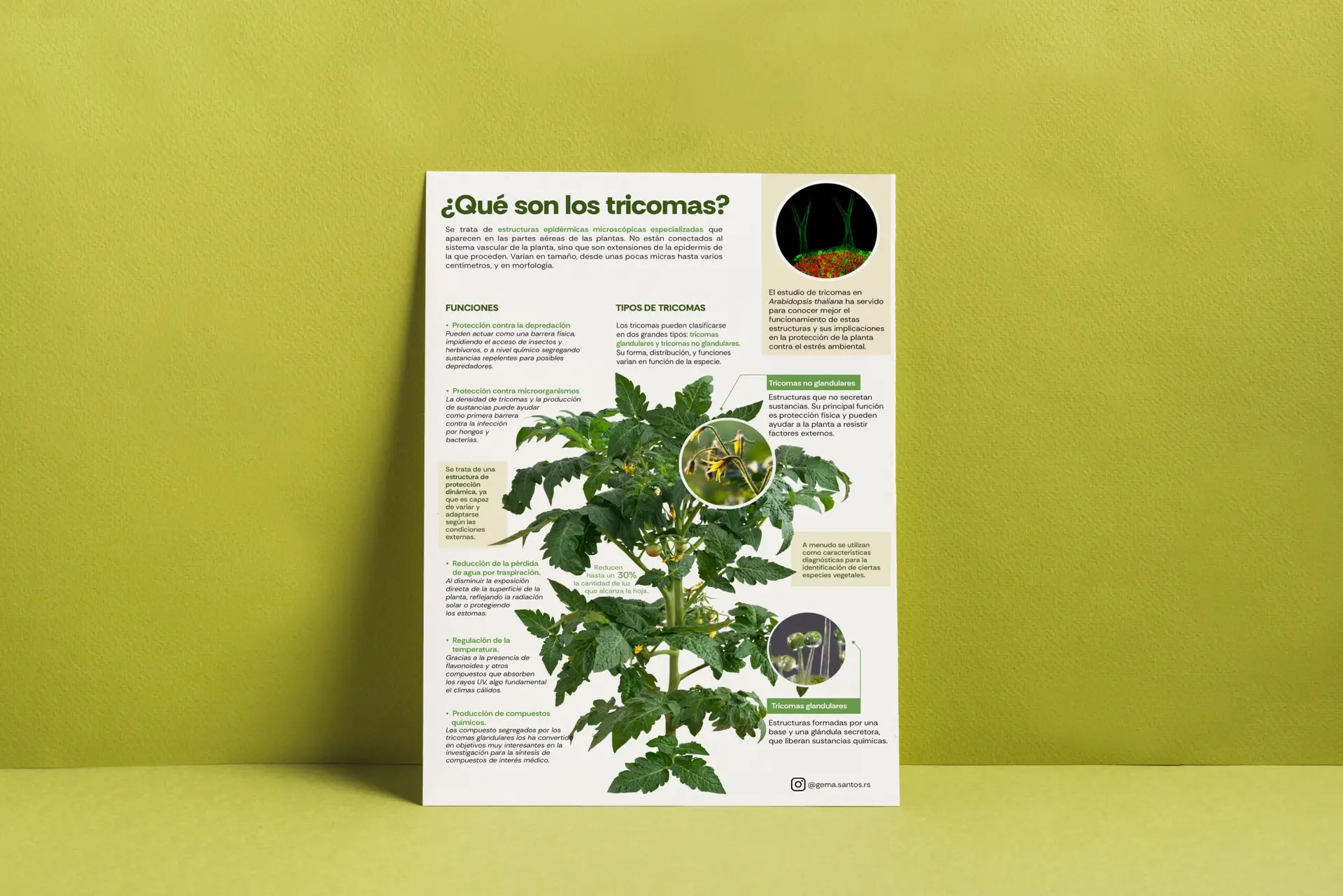 infografia tricomas scaled